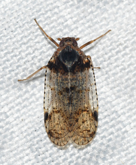 Cixius nervosus