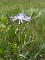 Lactuca tatarica
