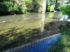 Potamogeton perfoliatus