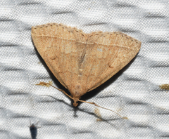 Zanclognatha marcidilinea