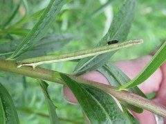 Xanthotype urticaria