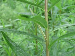 Xanthotype urticaria