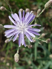 Lactuca tatarica