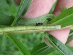 Xanthotype urticaria