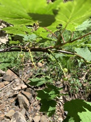Ribes biebersteinii