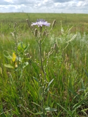 Lactuca tatarica