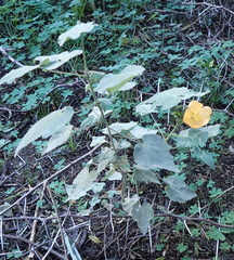 Abutilon sonneratianum