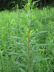 Xanthotype urticaria