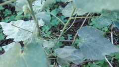 Abutilon sonneratianum