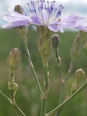 Lactuca tatarica