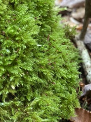 Sciuro-hypnum reflexum