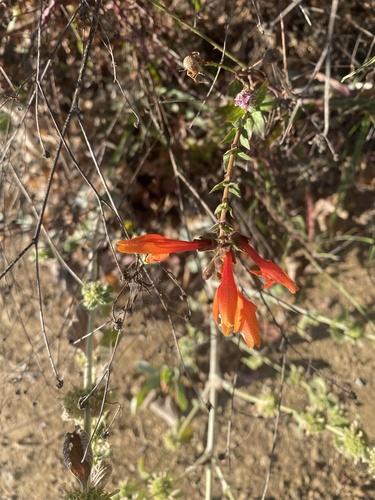 photo of Heartleaf Keckiella (Keckiella cordifolia)