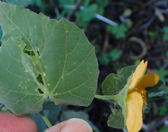 Abutilon sonneratianum