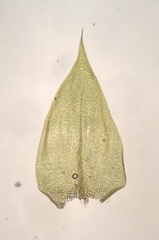 Sciuro-hypnum reflexum