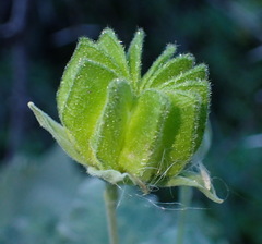 Abutilon sonneratianum