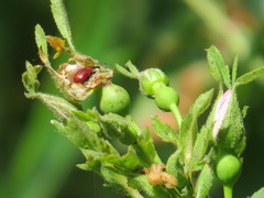 Merhynchites wickhami