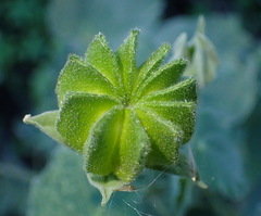 Abutilon sonneratianum