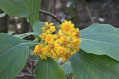 Rumfordia floribunda