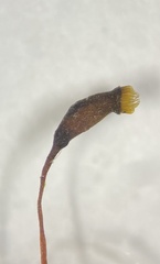 Sciuro-hypnum reflexum