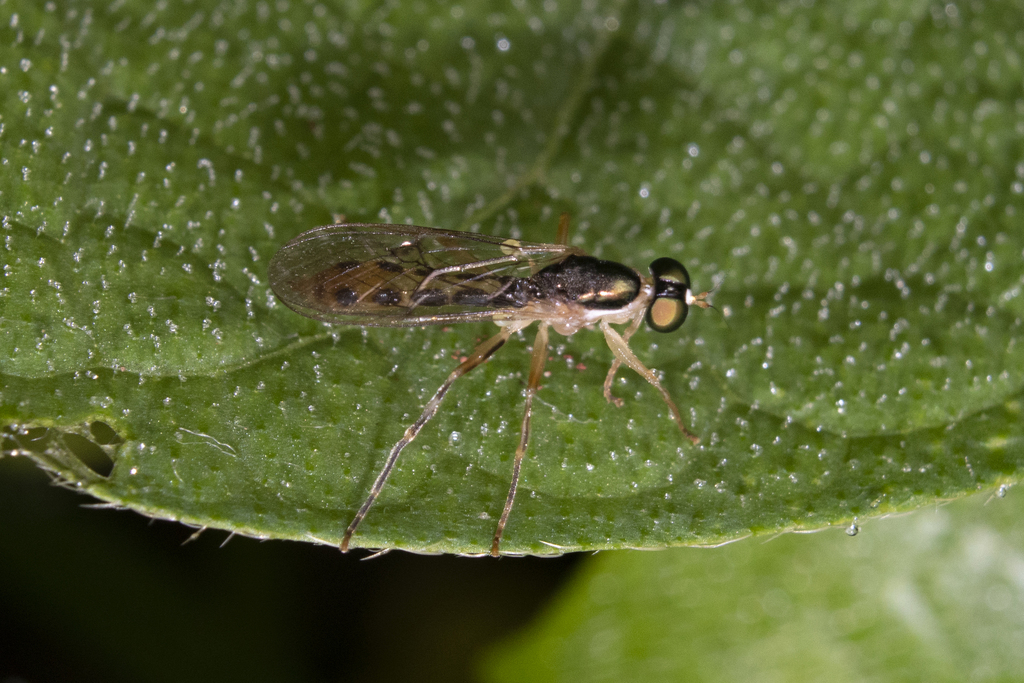 Merosargus albifacies