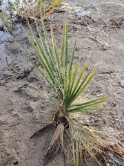 Washingtonia filifera