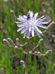 Lactuca tatarica