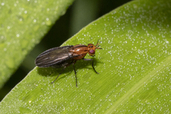 Camptoprosopella