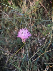 Mantisalca salmantica