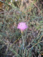 Mantisalca salmantica