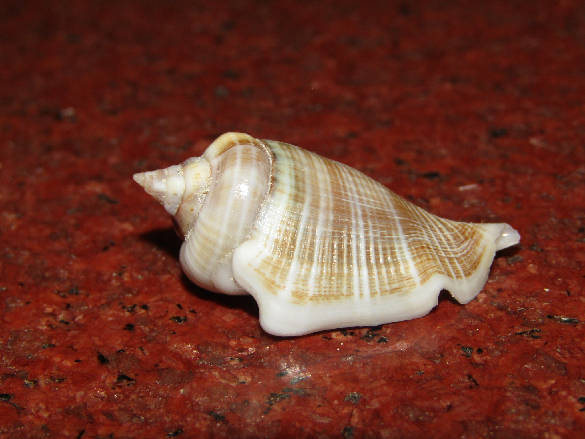 Gibberulus gibberulus (Linnaeus, 1758)