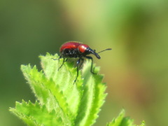 Merhynchites wickhami