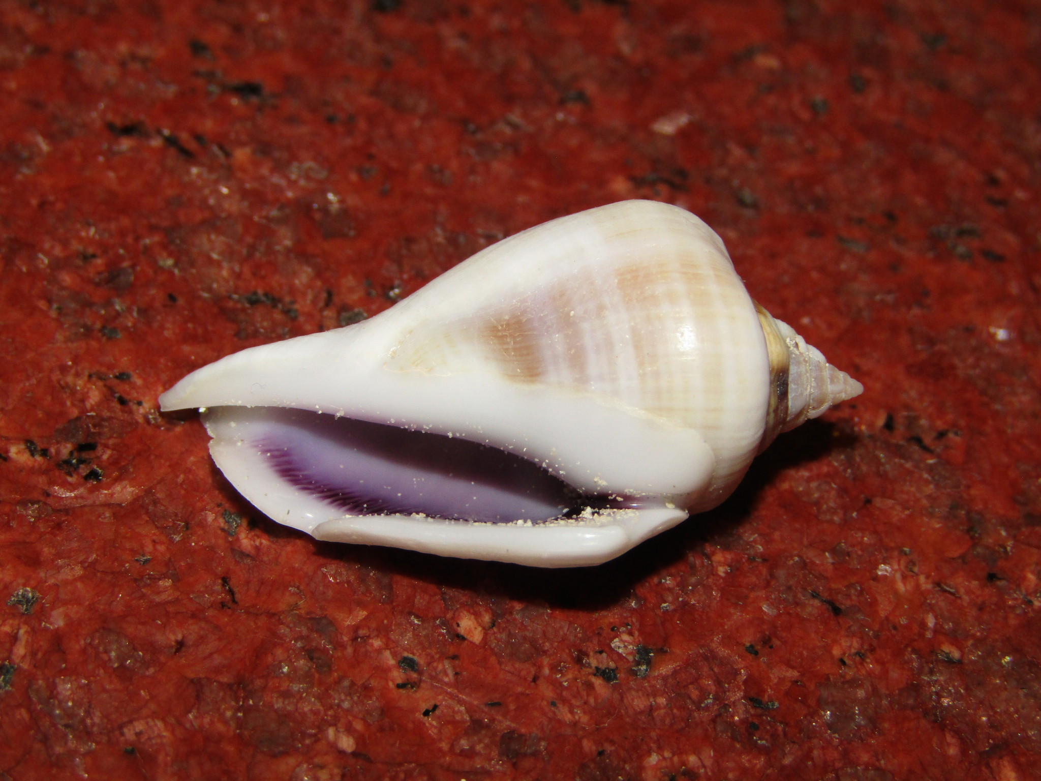 Gibberulus gibberulus (Linnaeus, 1758)