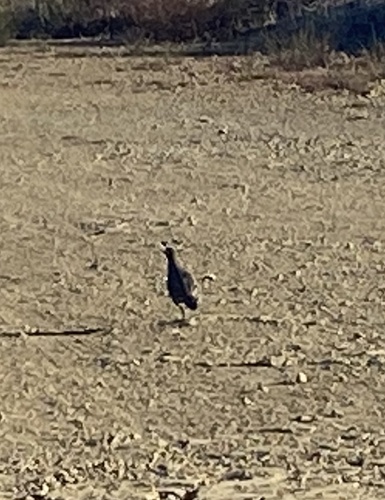 photo of California Quail (Callipepla californica)