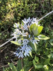 Amsonia tabernaemontana