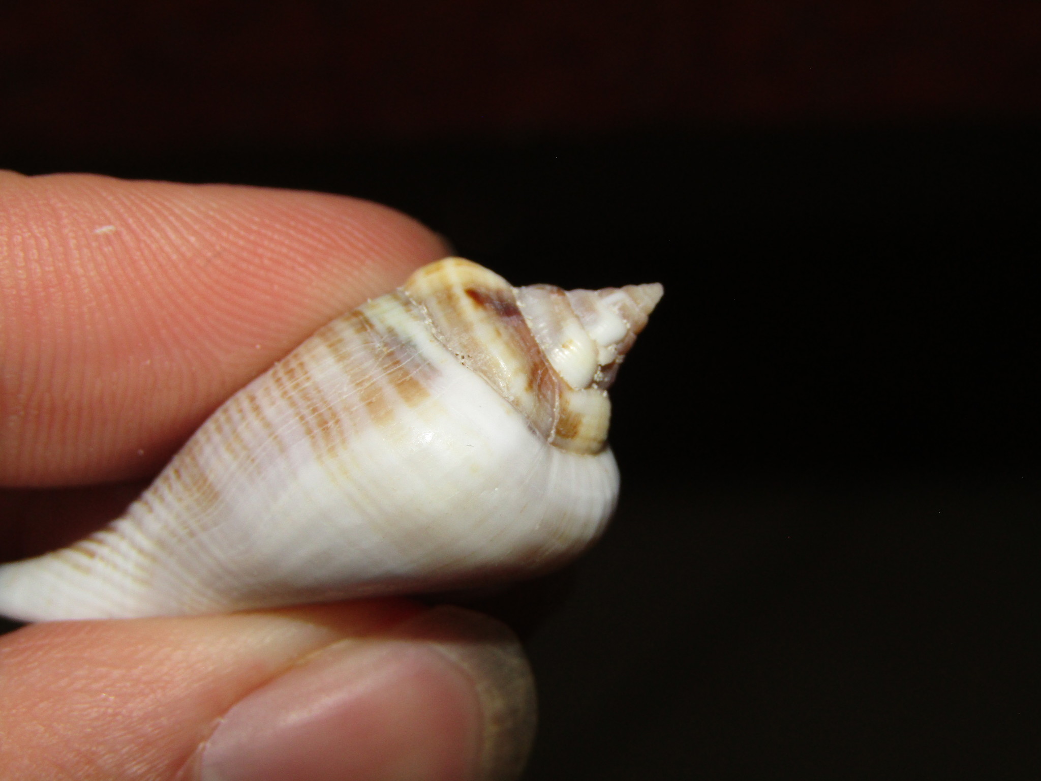 Gibberulus gibberulus (Linnaeus, 1758)