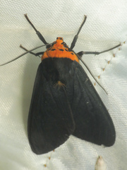 Elysius atrata