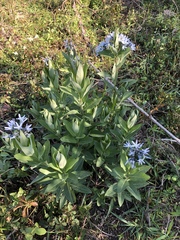 Amsonia tabernaemontana
