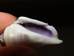 Gibberulus gibberulus