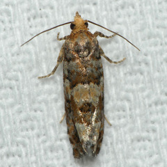 Eucopina