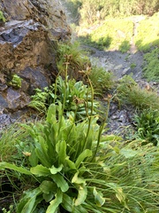 Primula auriculata