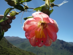 Passiflora trifoliata