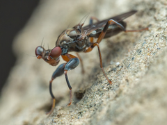 Sphyracephala brevicornis