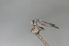 Neoitamus flavofemoratus