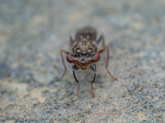 Sphyracephala brevicornis