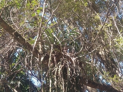 Tillandsia polystachia