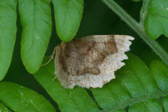 Metarranthis refractaria