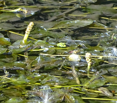 Potamogeton perfoliatus