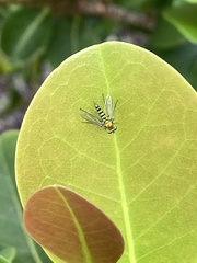 Condylostylus graenicheri