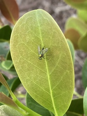 Condylostylus graenicheri