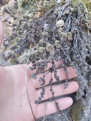 Myriopteris covillei